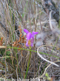 Arethusa (Dragon's mouth) Arethusa bulbosa